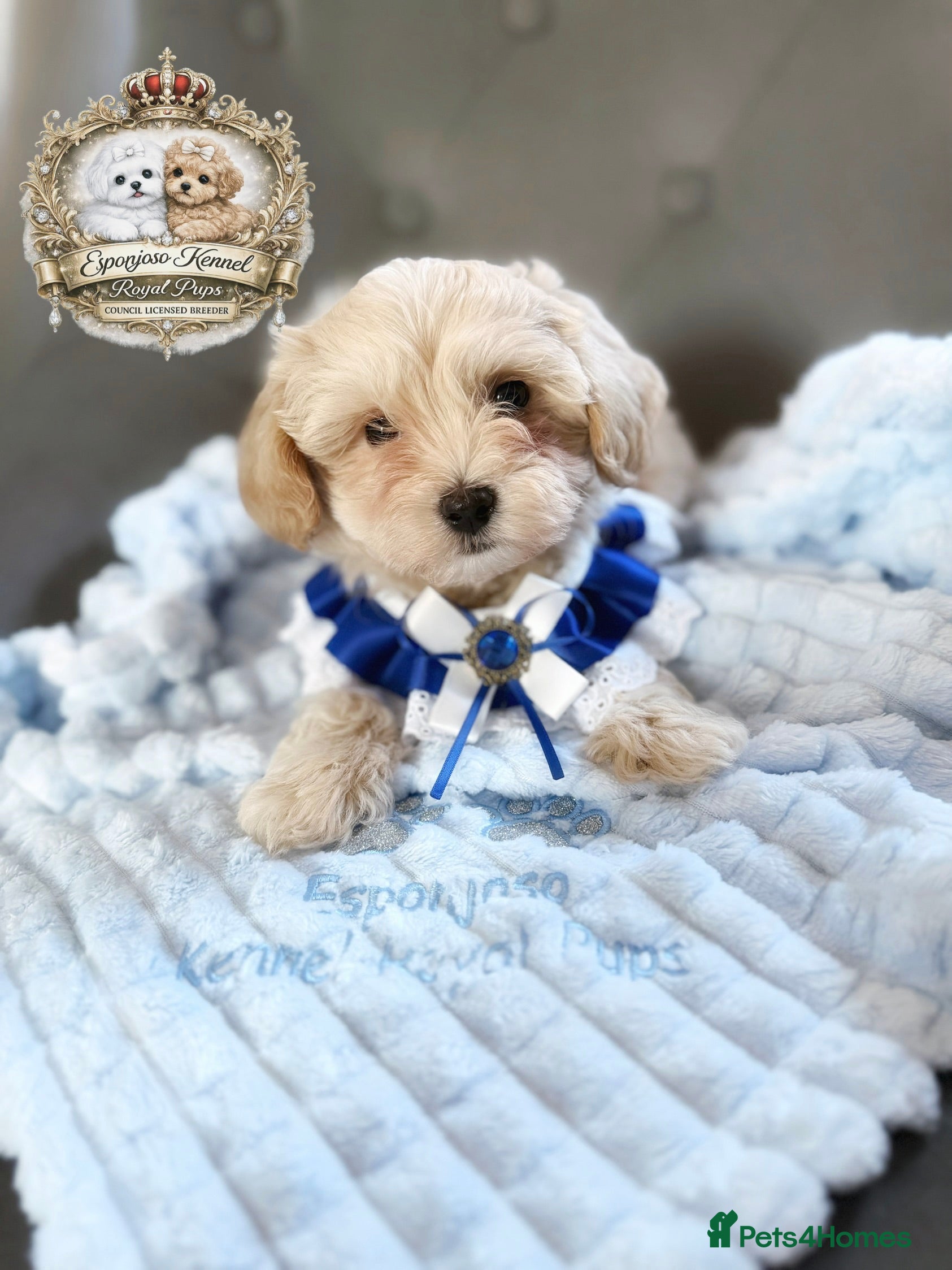 Maltipoo dogs ✨👑READY 🏡 One in a Million F1 Asian Maltipoo👑✨ - Advert 3