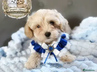 Maltipoo dogs ✨👑READY 🏡 One in a Million F1 Asian Maltipoo👑✨ - Advert 3