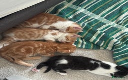 Domestic Shorthair cats for sale: Three Male kittens 🐱  - Image 11