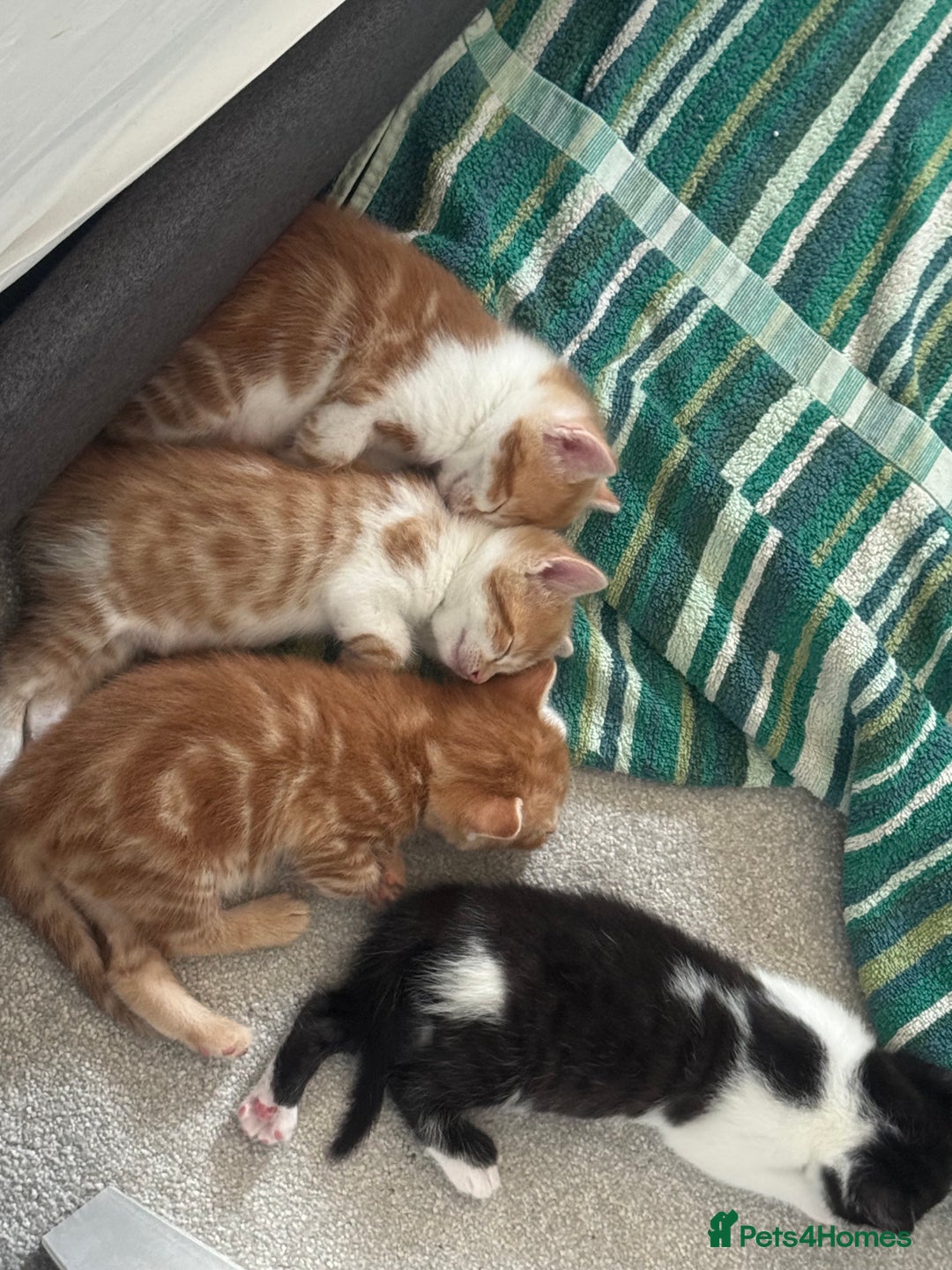 Domestic Shorthair cats for sale: Three Male kittens 🐱  - Image 11