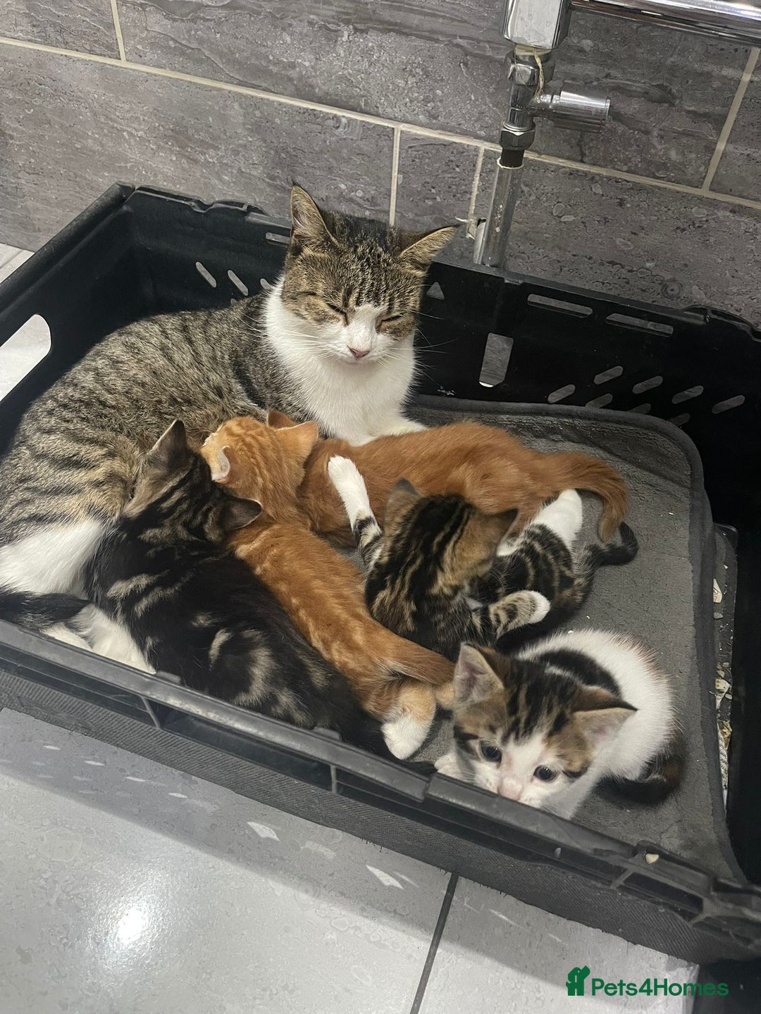 Mixed Breed cats for sale: Beautiful Fluffy Kittens  - Image 15