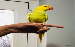 Ringnecks birds for sale: Beautiful coloured ringneck parrots for sale. - Image 13