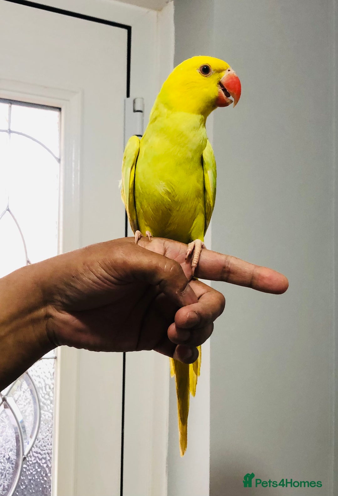 Ringnecks birds for sale: Beautiful coloured ringneck parrots for sale. - Image 13