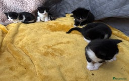 Mixed Breed cats for sale: Tuxedo kittens  - Image 5