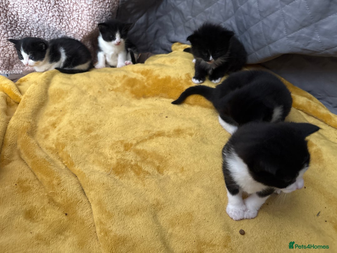 Mixed Breed cats for sale: Tuxedo kittens  - Image 5