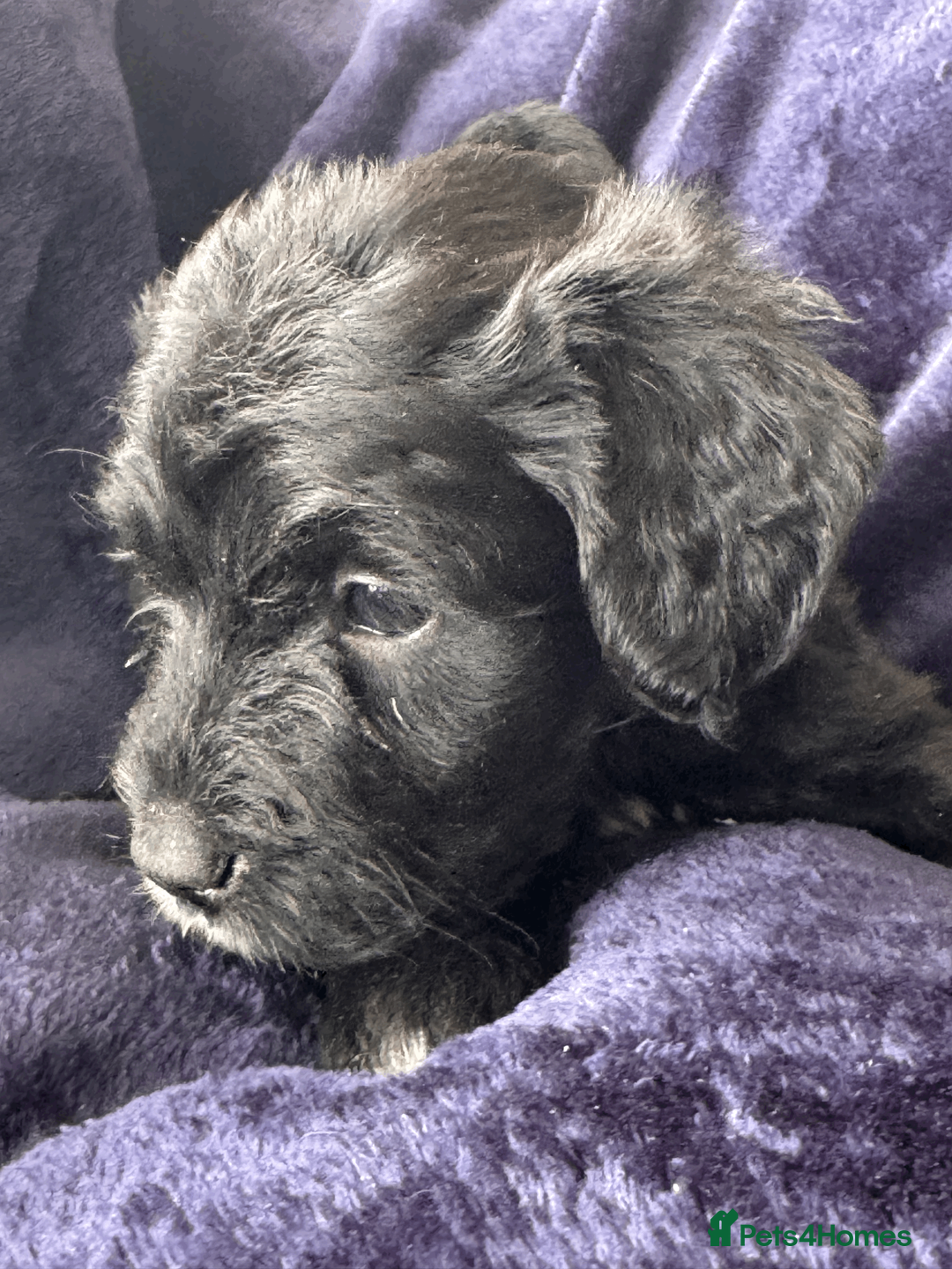 Portuguese Water Dog dogs for sale: Pure Portuguese water dogs for sale - Advert 2