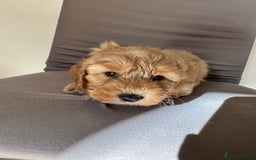 Cockapoo dogs for sale: Adorable Pappy Bread Cockapoo Puppies F2 - Image 25