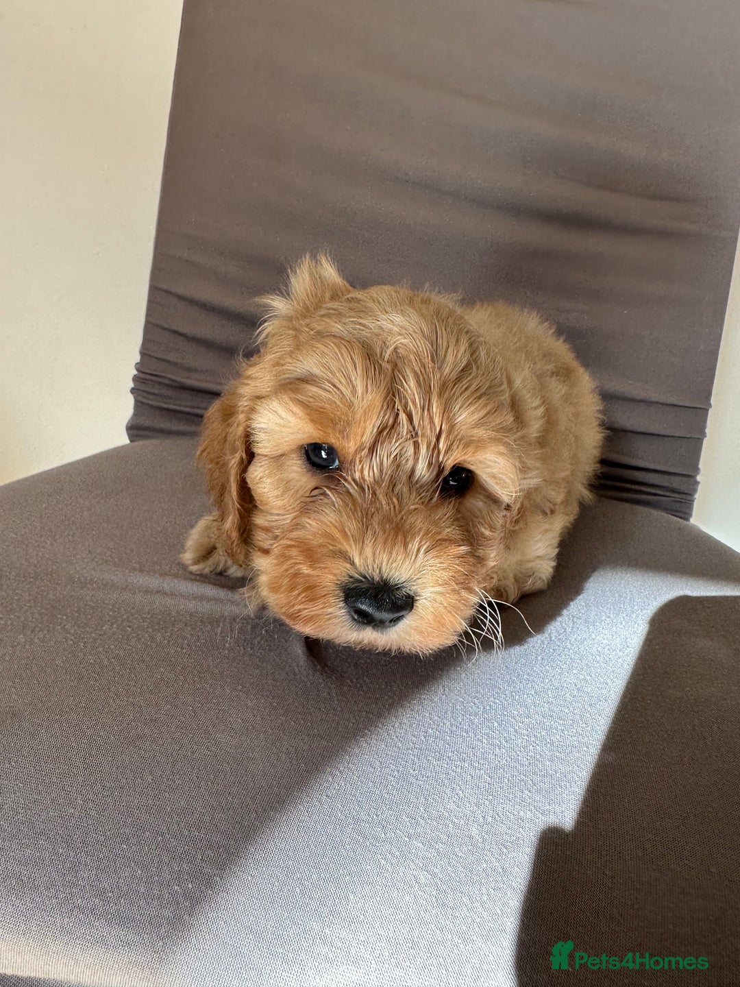 Cockapoo dogs for sale: Adorable Pappy Bread Cockapoo Puppies F2 - Image 25