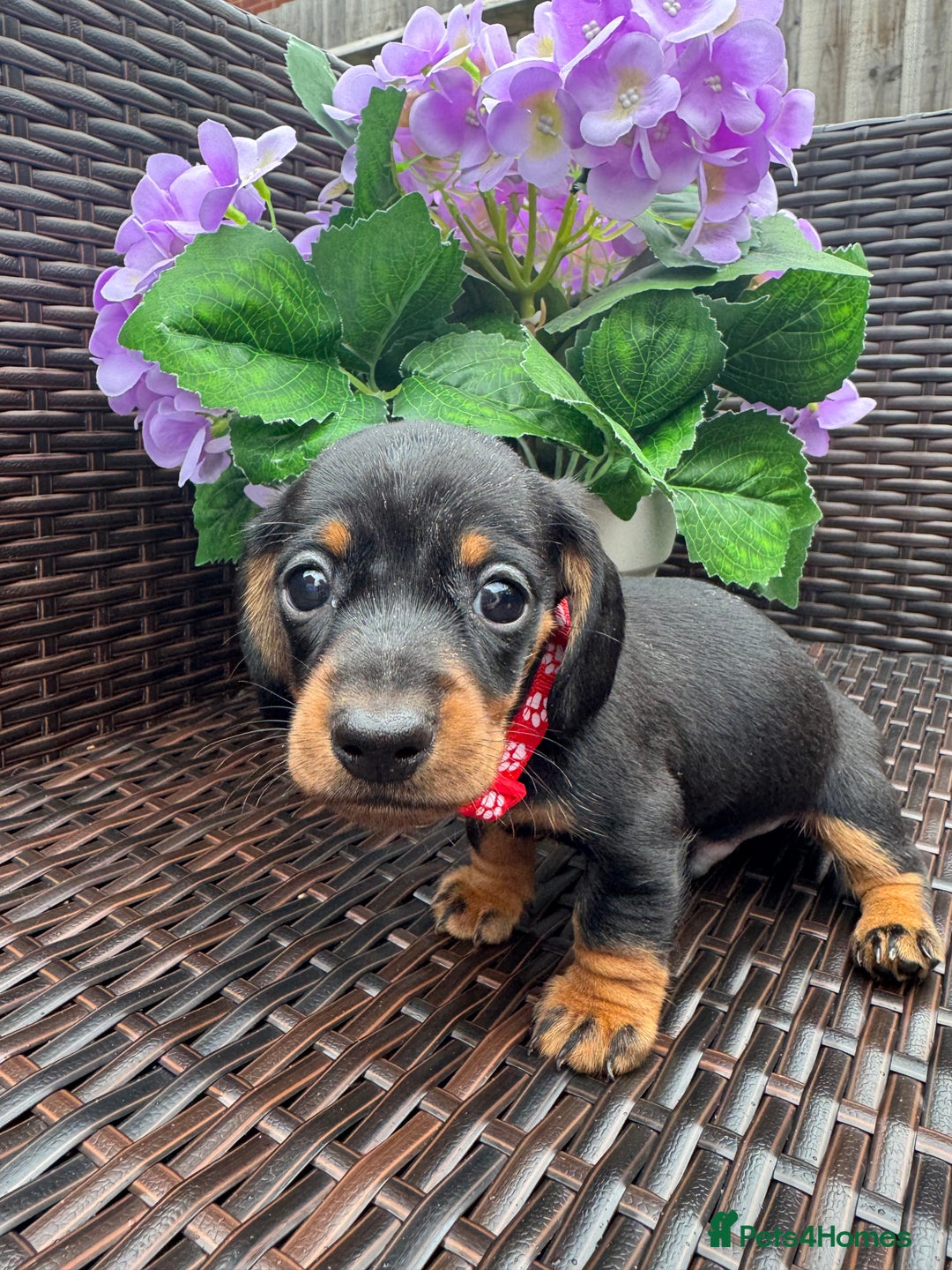 Miniature Dachshund dogs for sale: Reduced*KC, PRA clear mini Dachshund puppies - Image 19