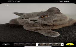 British Shorthair cats for sale: Grey Teddy plush British short hair  - Image 2