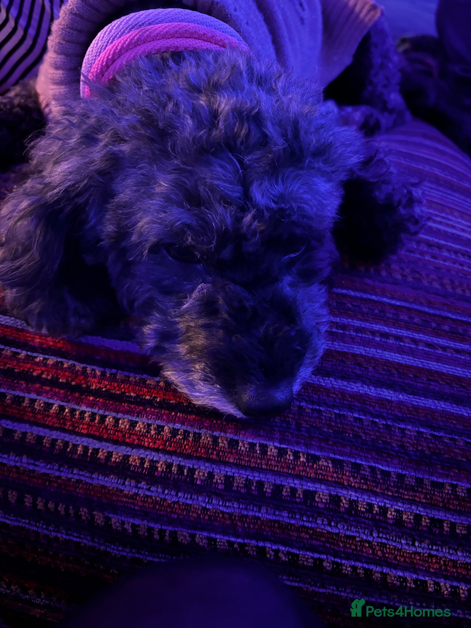 Cockapoo dogs Beautiful Cockapoo Puppies  - Advert 2