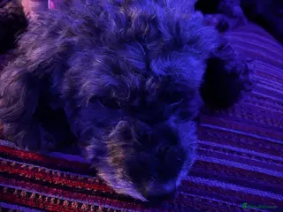 Cockapoo dogs Beautiful Cockapoo Puppies - Advert 1