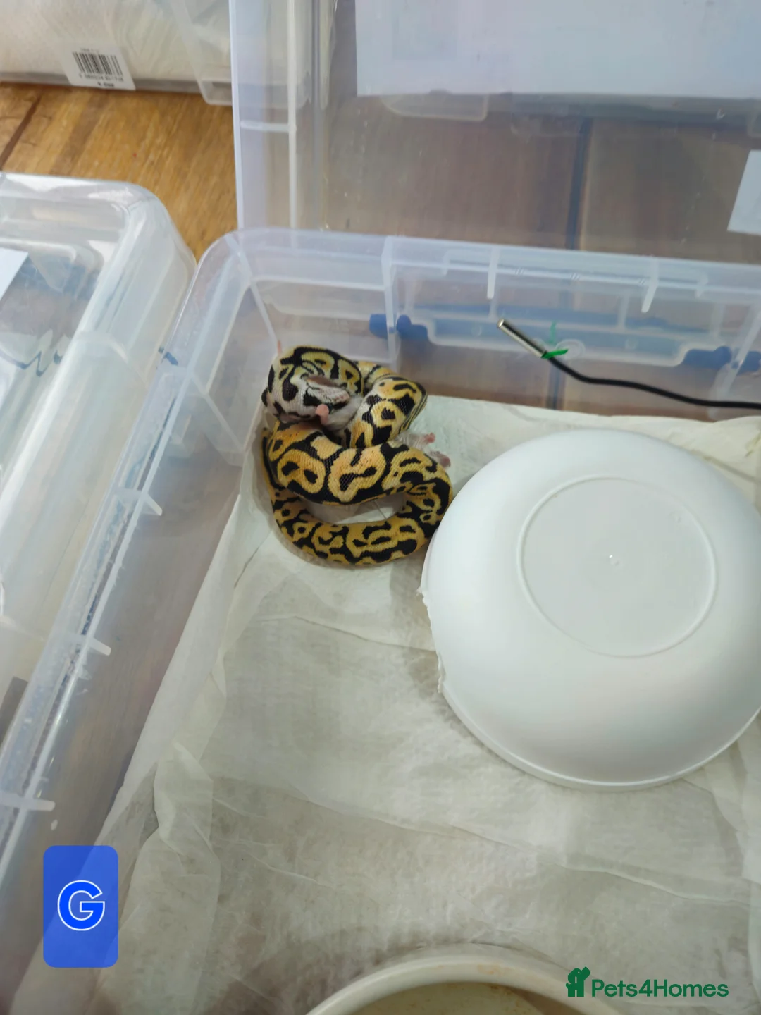 Python Snake reptiles for sale: spotnose and clown ball pythons  - Advert 15
