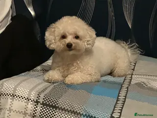 Maltipoo dogs 🐶 Beautiful Maltipoo Boys Available 🐶 - Advert 1