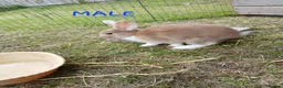 Mixed Breed rabbits for sale: Mini lop cross babies  - Advert 13