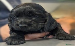 Cocker Spaniel dogs for sale: Show Type KC Cocker Spaniels, 5 star Breeder - Image 5