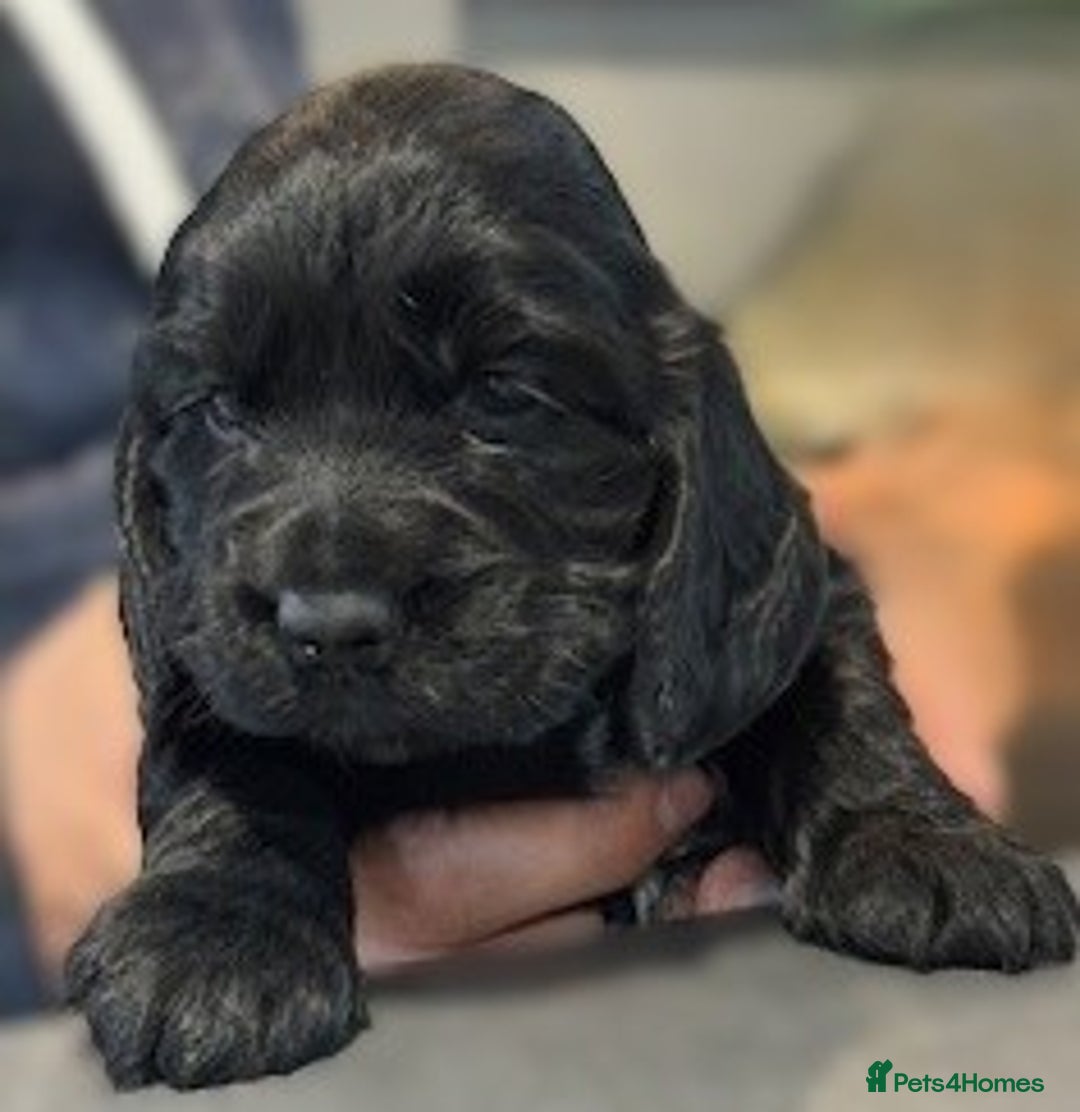 Cocker Spaniel dogs for sale: Show Type KC Cocker Spaniels, 5 star Breeder - Image 5