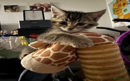 Scottish Fold cats for sale: Scottish kittens - Image 9