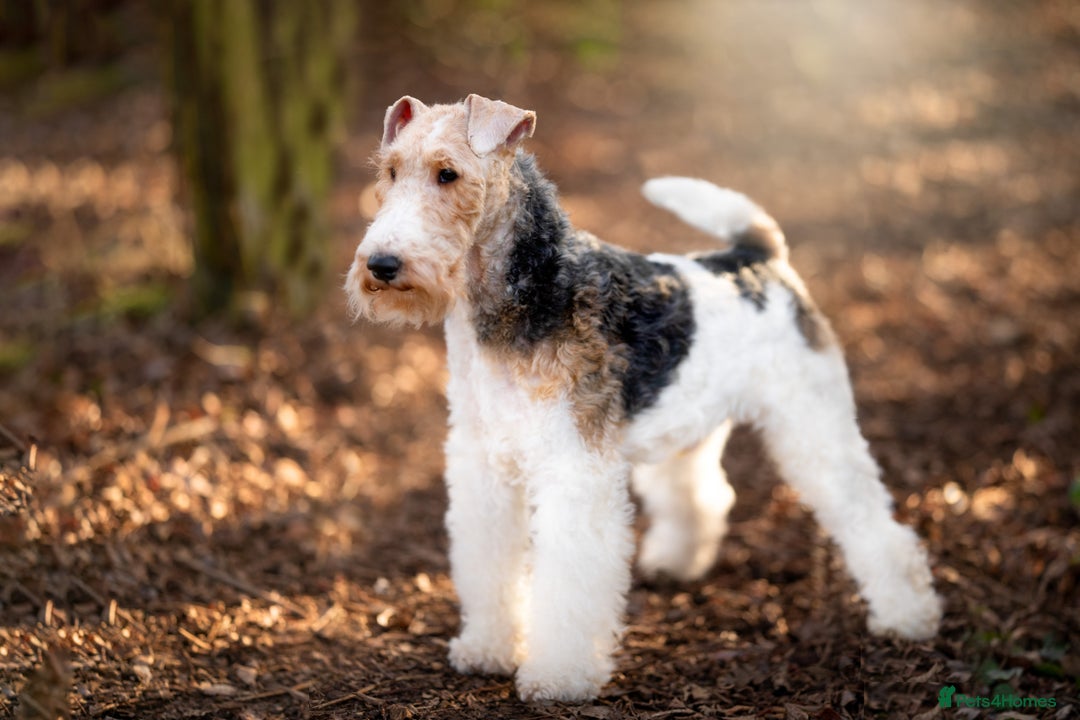 Fox Terrier dogs for sale: Exceptional Wire Haired Fox Terrier Puppies  - Image 11