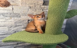 Abyssinian cats for sale: Last Pedigree abbysinian girl left! - Image 1
