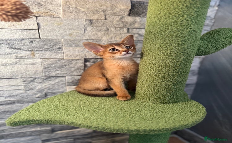Abyssinian cats - Advert 1