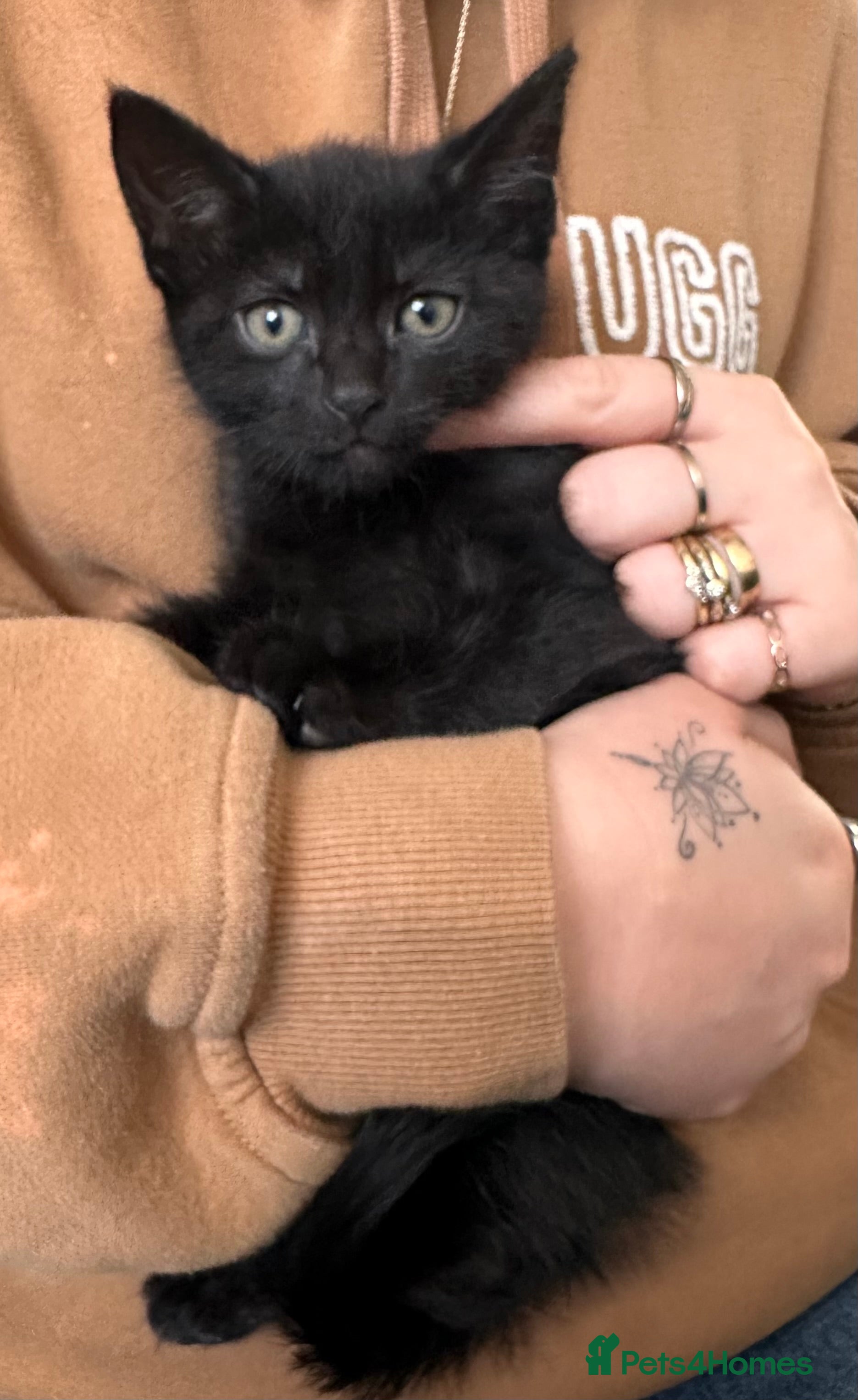 Mixed Breed Kitten 2
