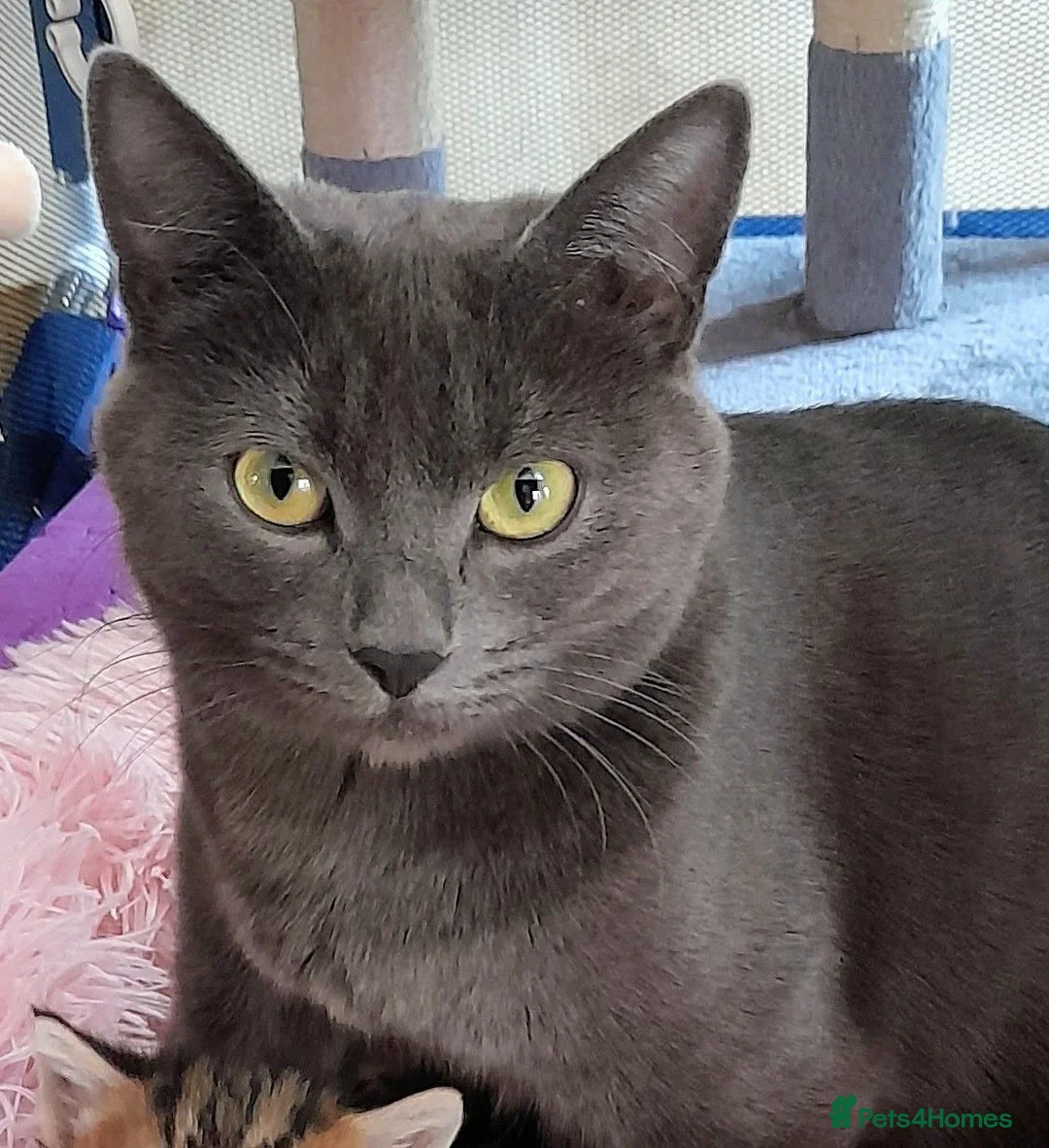 Mixed Breed cats for sale: Boy kittens  - Advert 5
