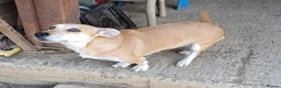 Mixed Breed dogs for adoption: Mimi, 4yrs approx. Available for adoption. in Brixham - Advert 7