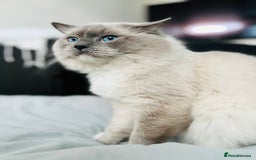 Ragdoll cats for stud: GCCF & TICA registered stud, champion bloodline    in London - Image 4