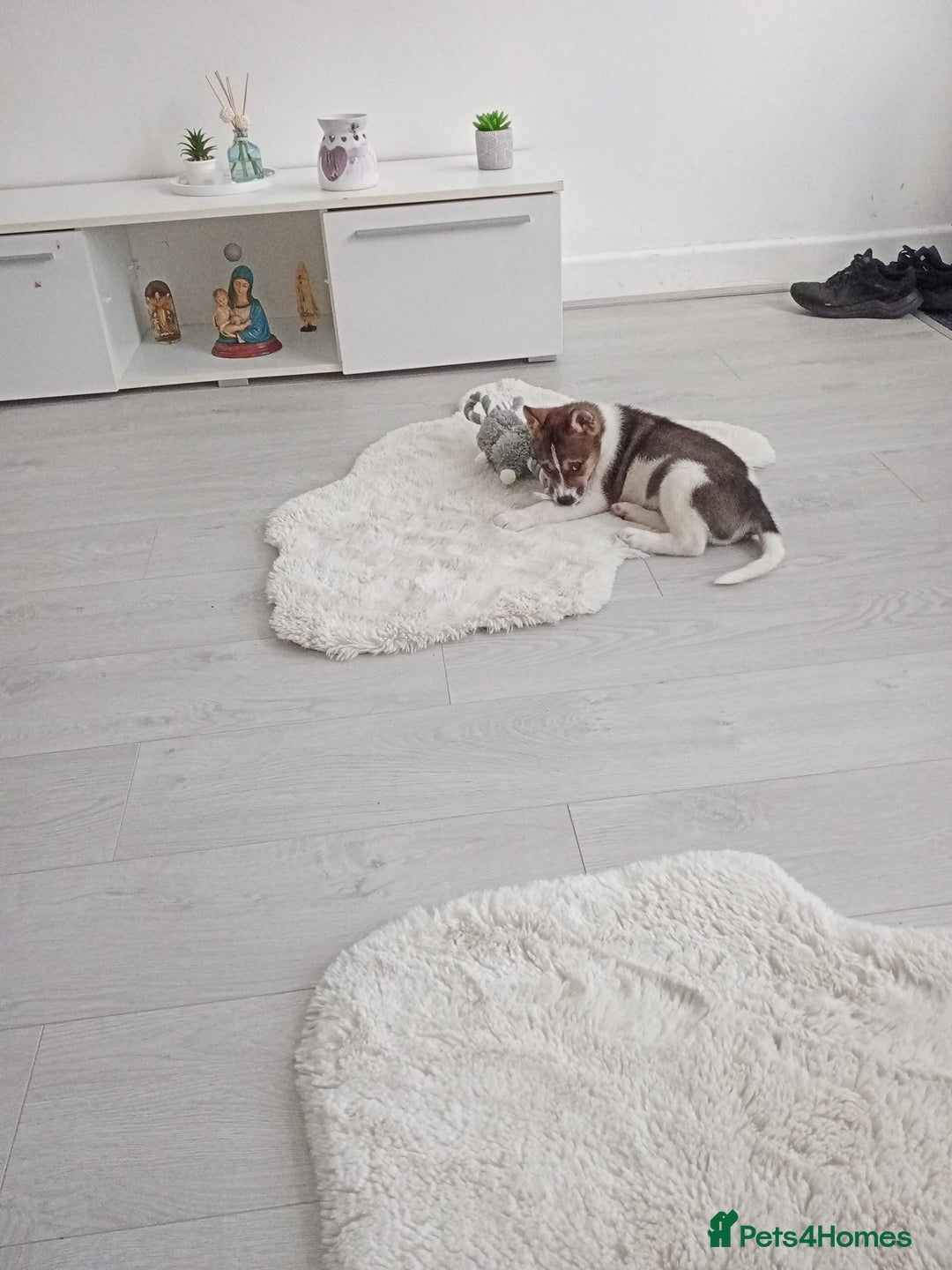 Mixed Breed dogs for sale: American bulldog x akita - Image 1