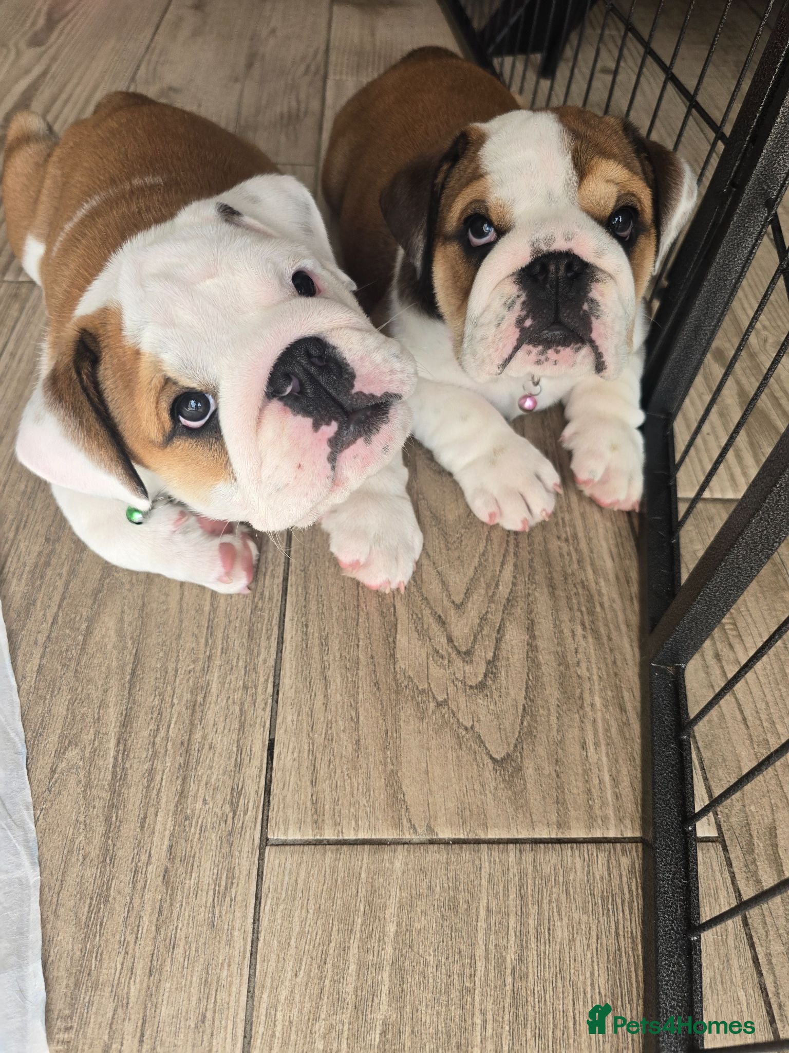 English Bulldog dogs 🐾 Beautiful KC  girl ready tomorrow 🥰 - Advert 1