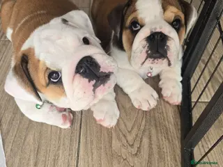 English Bulldog dogs 🐾 Beautiful KC girl ready tomorrow 🥰 - Advert 1