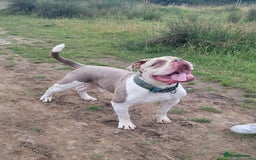 Old Tyme Bulldog dogs for sale: Old tyme male bulldog  - Image 2