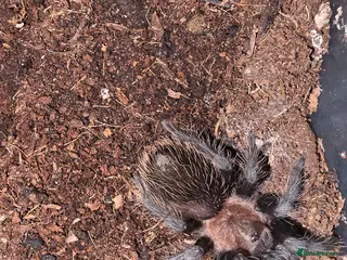 Tarantulas invertebrates Various Tarantulas for sale or trades! - Advert 15