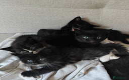 Domestic Shorthair cats for sale: kittens - Image 6