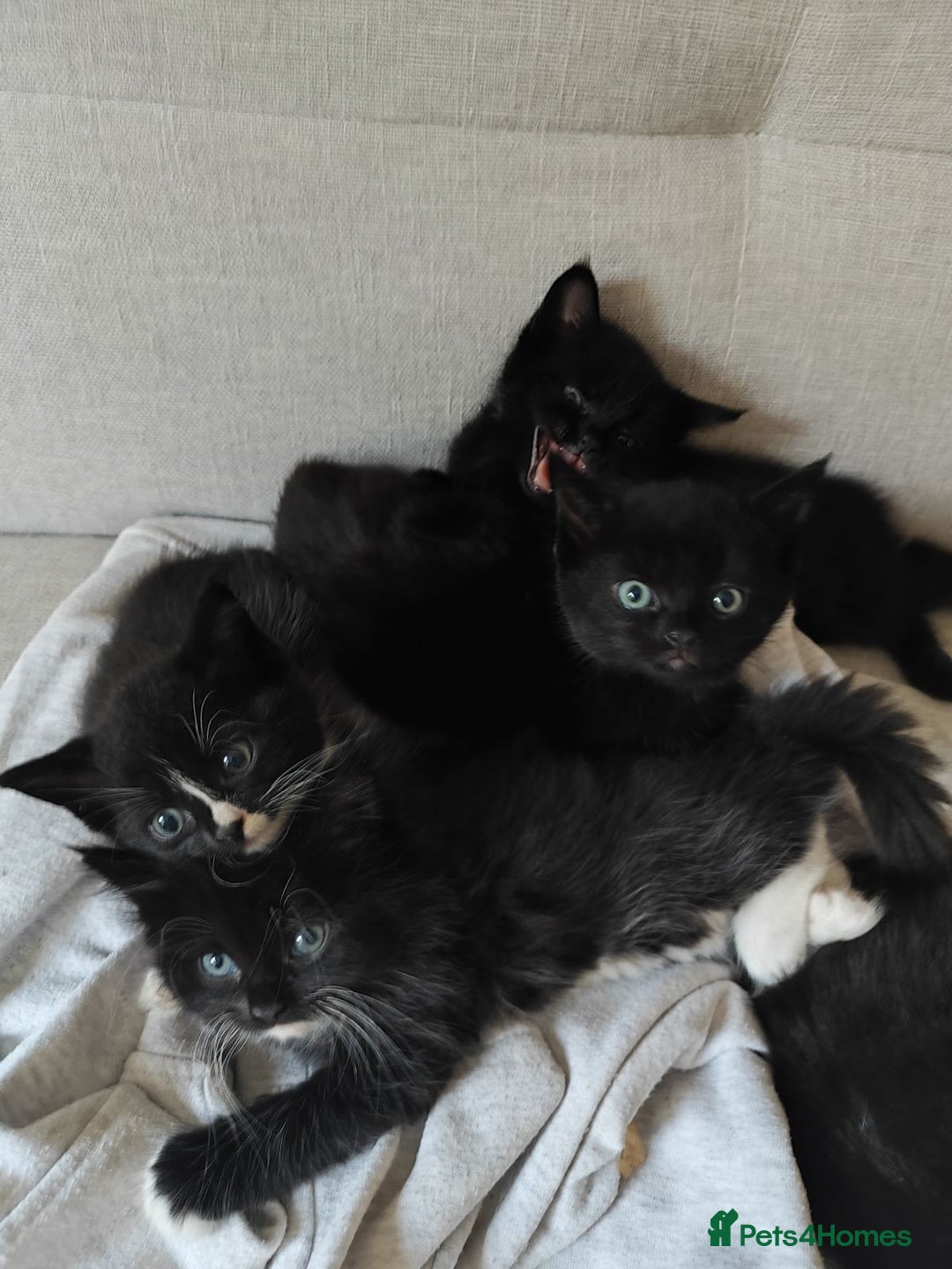 Domestic Shorthair cats for sale: kittens - Image 6