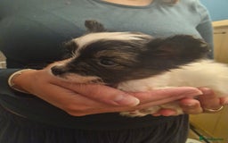 Papillon dogs for sale: KC Papillon. DNA health tested parents - Image 4