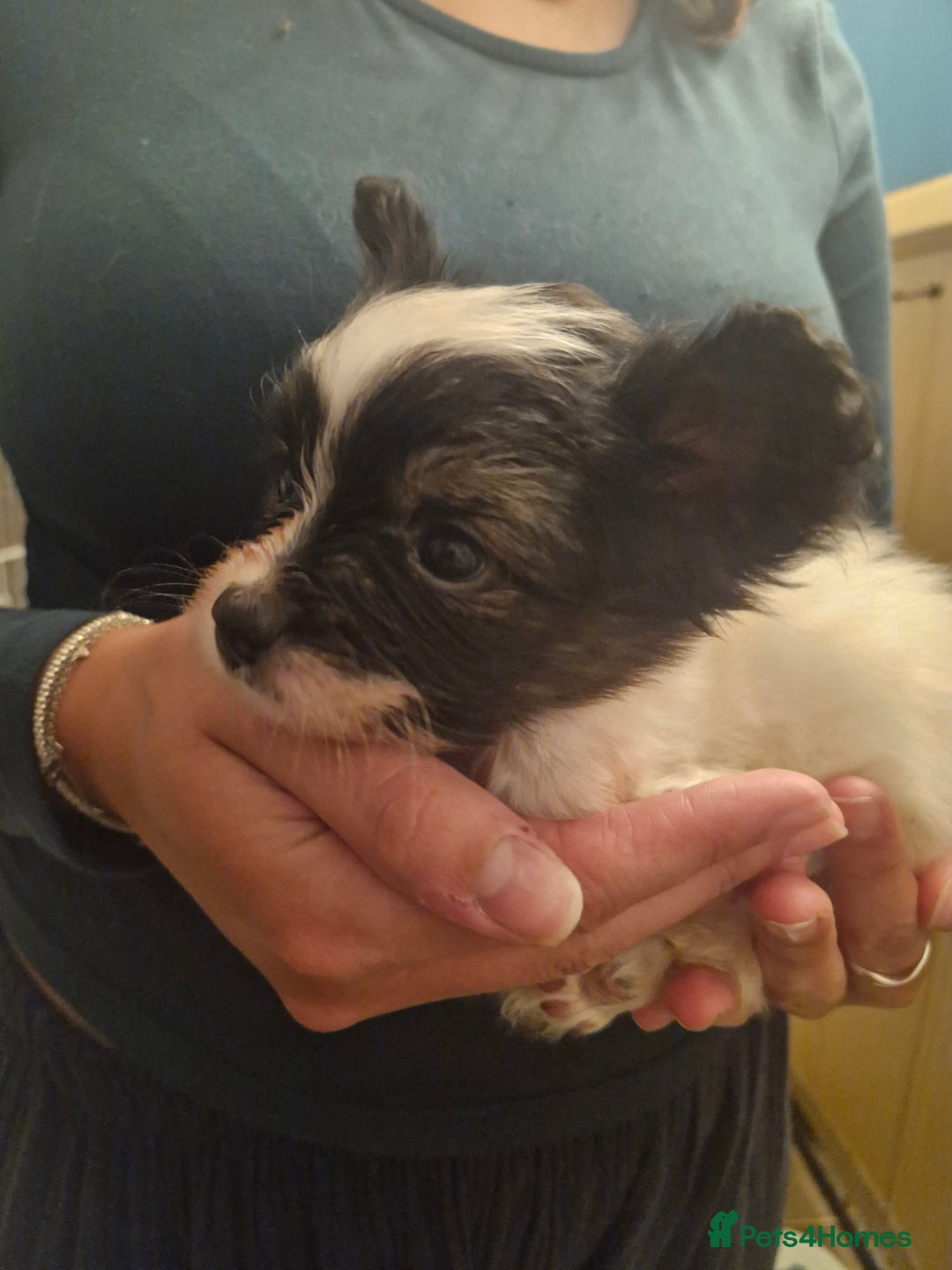 Papillon dogs for sale: KC Papillon. DNA health tested parents - Image 4