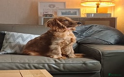 Cocker Spaniel dogs for sale: COOPER  - Image 1