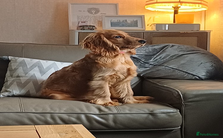 Cocker Spaniel dogs - Advert 2