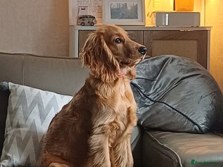 Cocker Spaniel dogs - Advert 35
