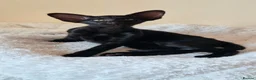 Oriental cats for sale: GCCF Registered Oriental and Siamese Kittens - Advert 4