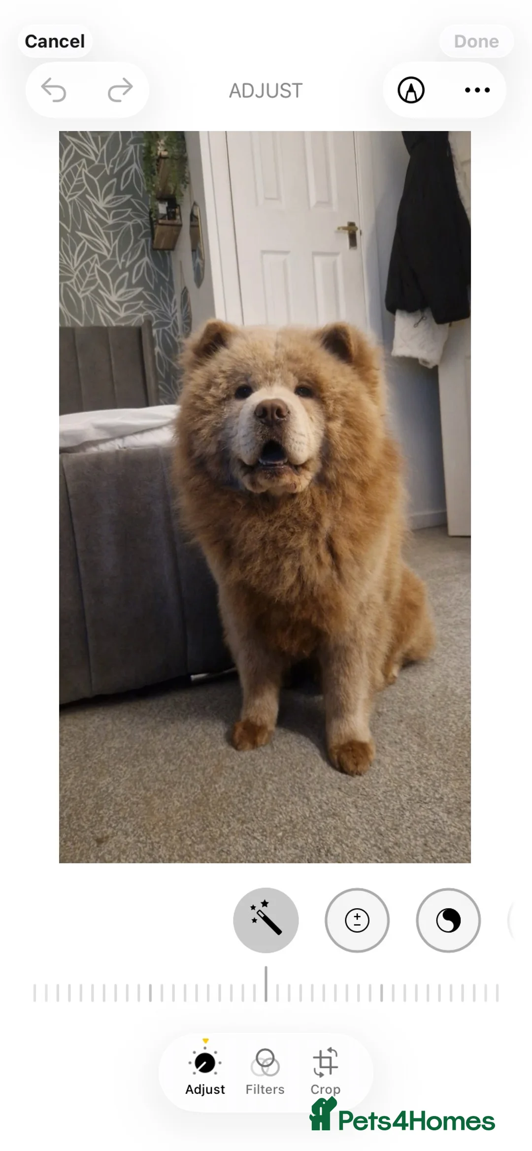 Chow Chow dogs for stud: Chow up for stud - Advert 5