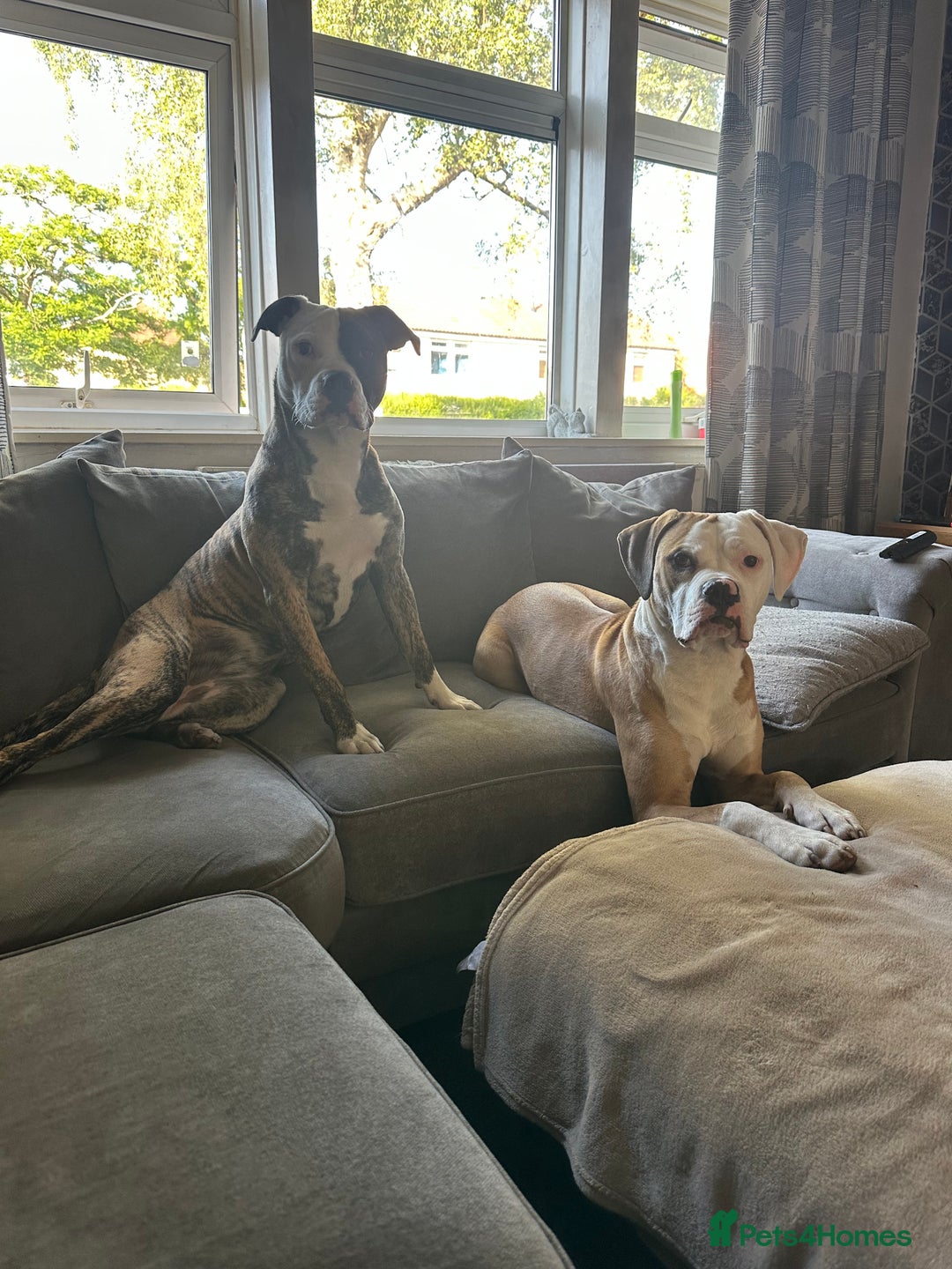 American Bulldog dogs for sale: Fawn American bulldog  - Image 4