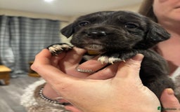 Mixed Breed dogs for sale: Lab/cockapoo cross - Image 13