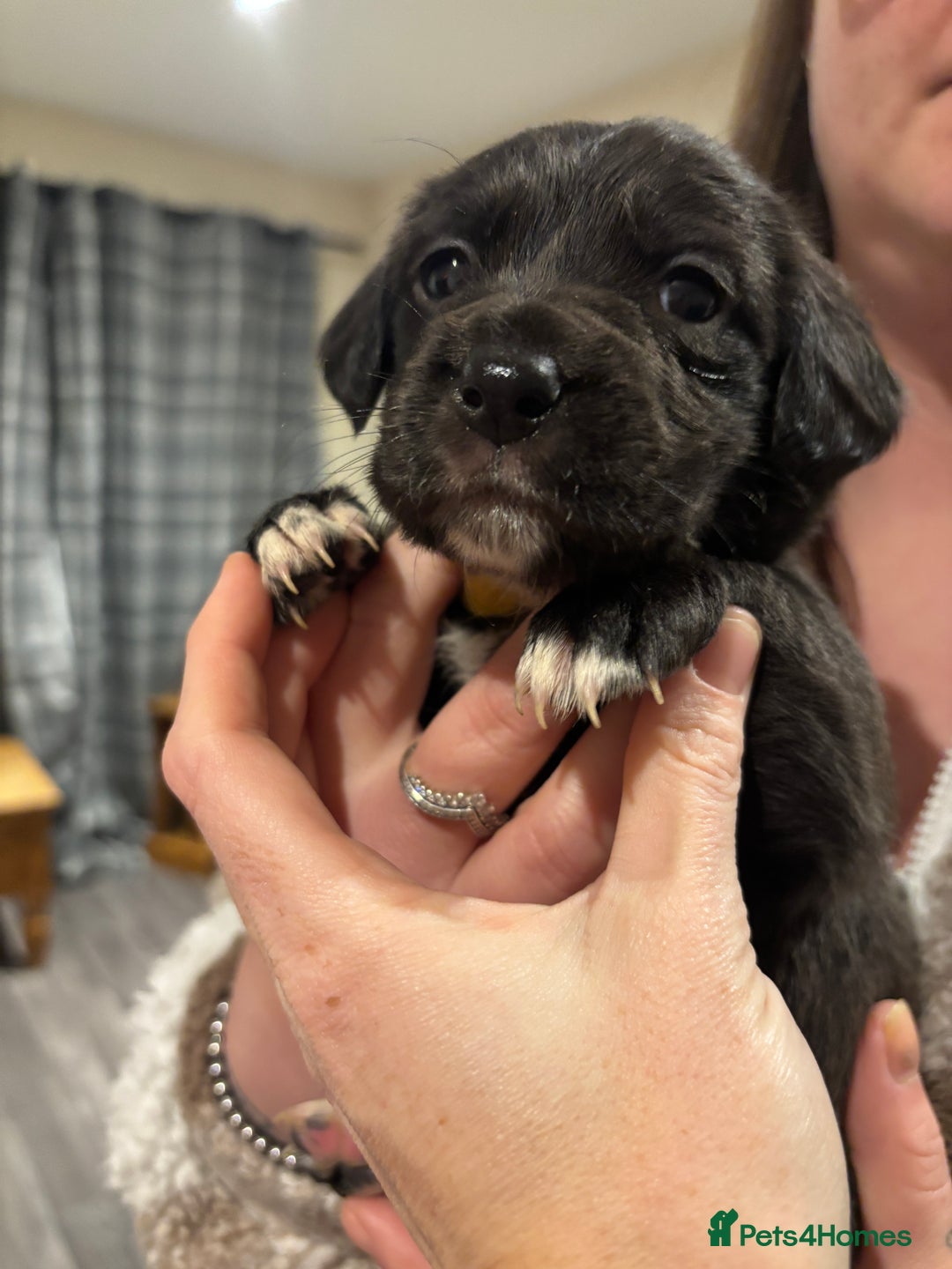Mixed Breed dogs for sale: Lab/cockapoo cross - Image 13