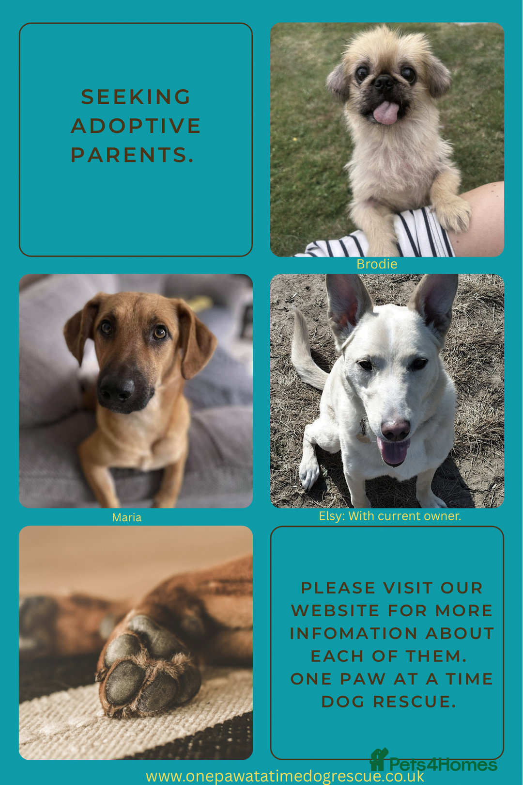 Mixed Breed dogs for adoption: Loki seeks forever home  - Image 5