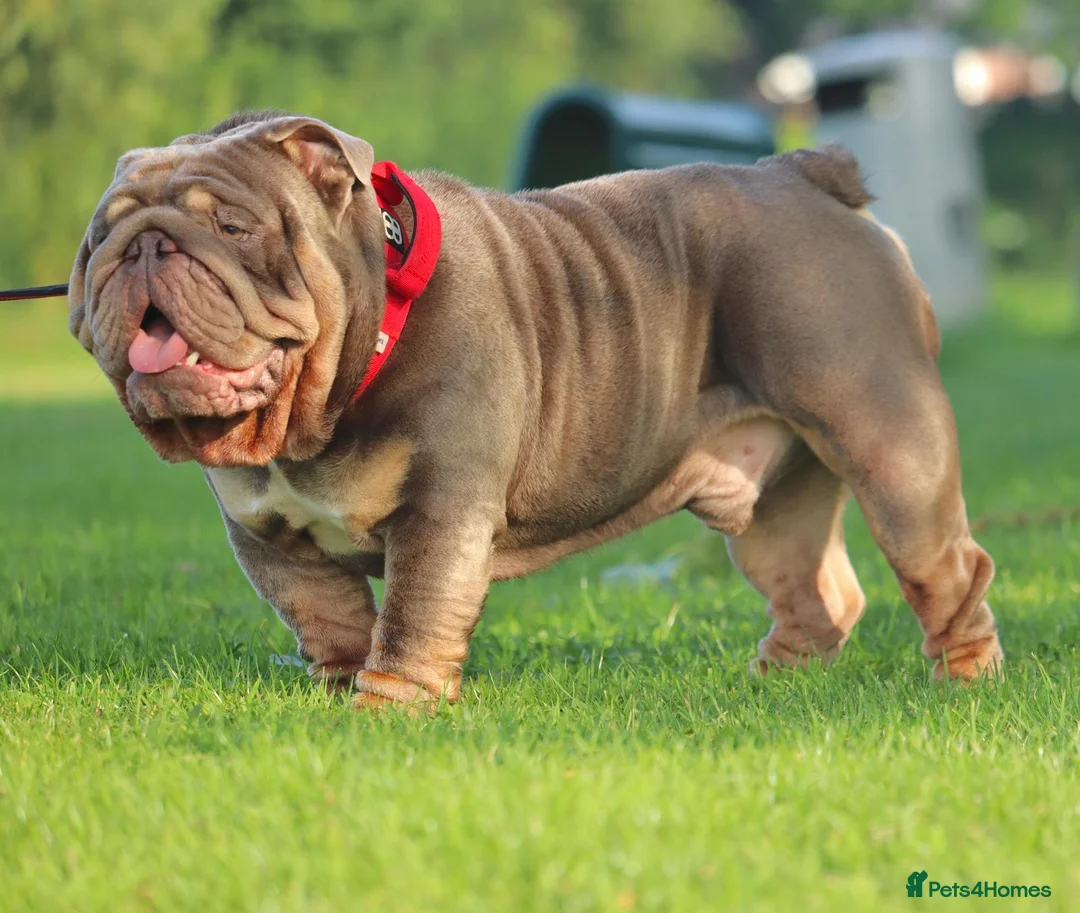English Bulldog dogs for stud: CREATEABULLZ 🚨LOADED-LUX REDUCED  in Manchester - Advert 4