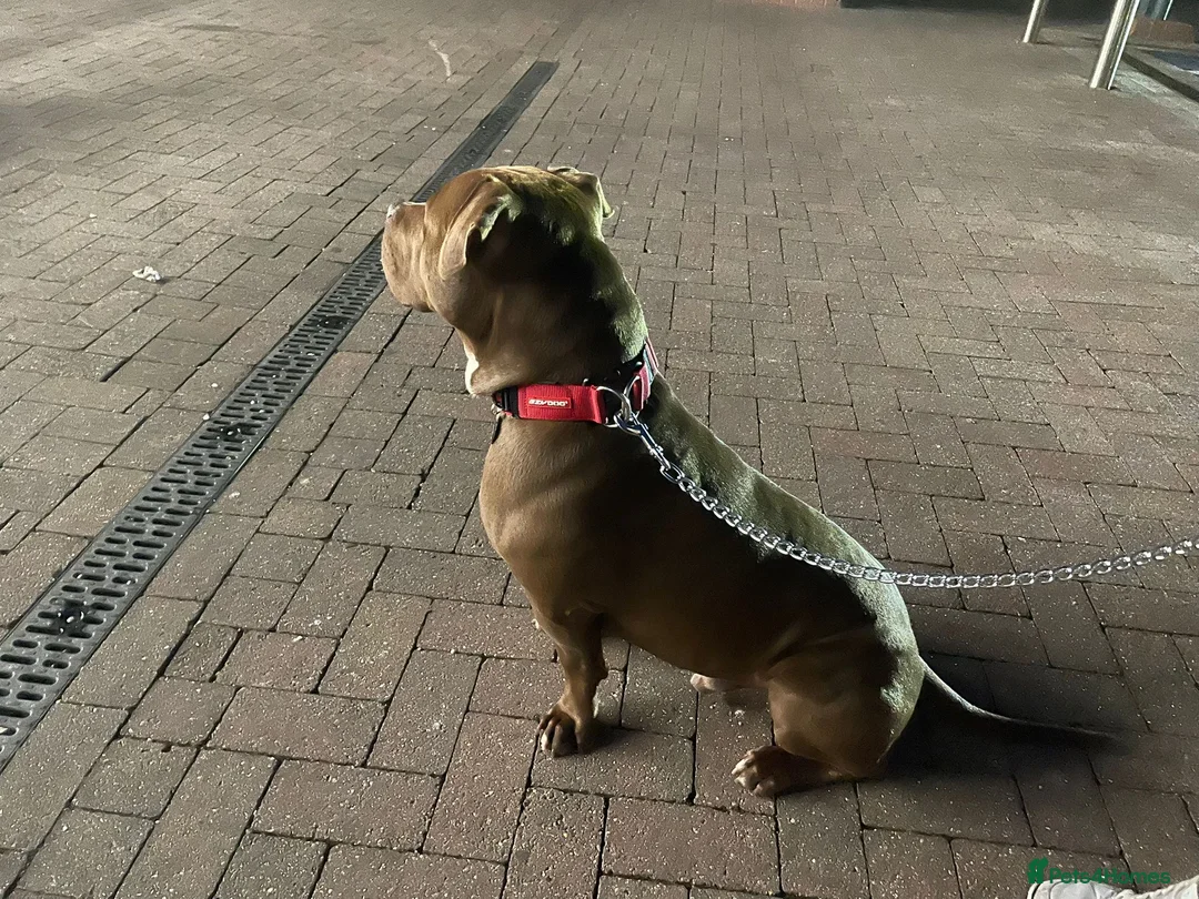 Staffordshire Bull Terrier dogs for stud: Stud to rent meet bear  in Saffron Walden - Advert 4