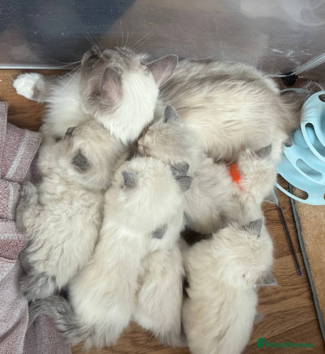 Ragdoll cats for sale: GCCF beautiful ragdoll Boy !! ❤️🏅🏅 - Image 3